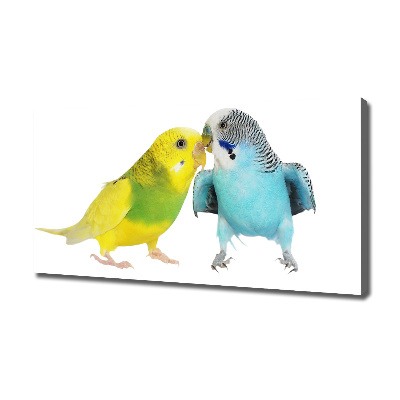 Vászonkép Budgies