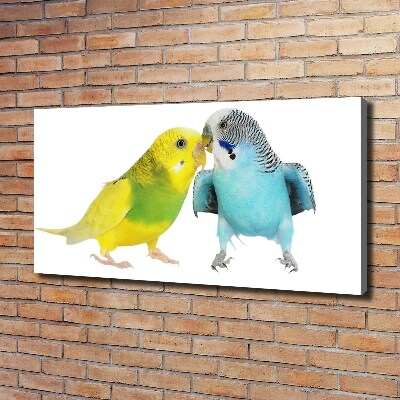 Vászonkép Budgies