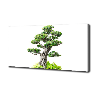 Egyedi vászonkép Bonsai fa