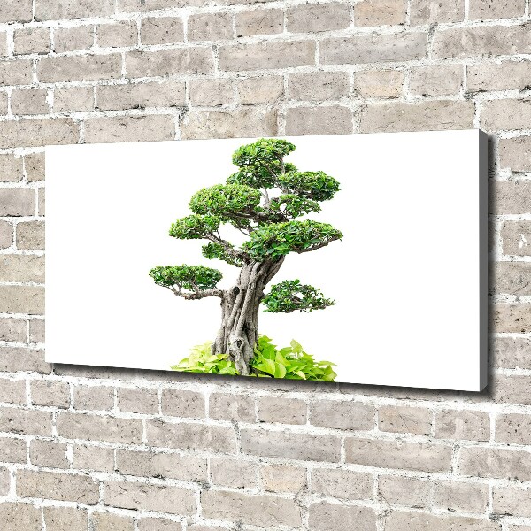 Egyedi vászonkép Bonsai fa
