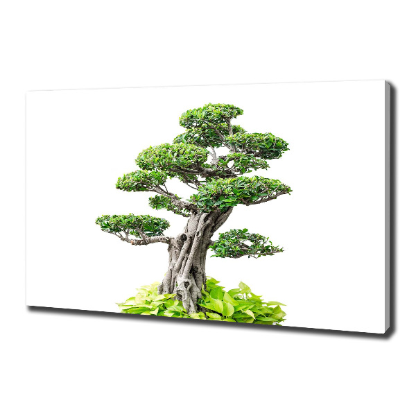 Egyedi vászonkép Bonsai fa