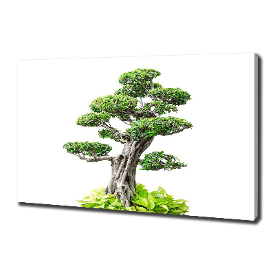 Egyedi vászonkép Bonsai fa