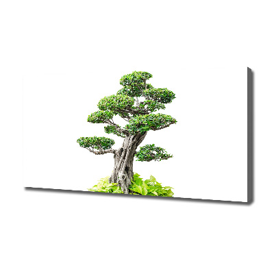 Egyedi vászonkép Bonsai fa
