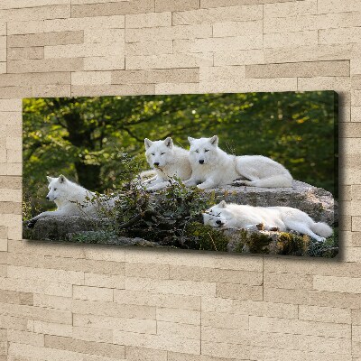 Vászonkép Fehér farkasok szikla