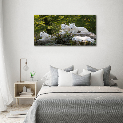 Vászonkép Fehér farkasok szikla