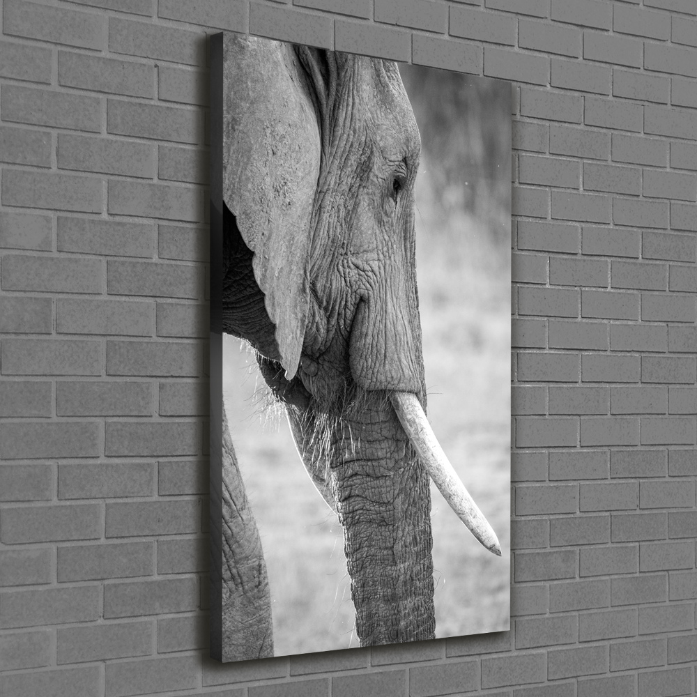 Vászonkép Elefánt