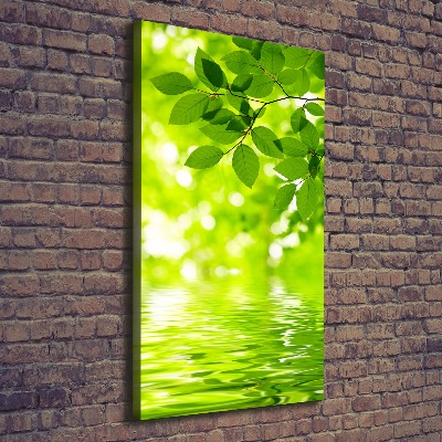 Vászonkép nyomtatás Zöld levelek