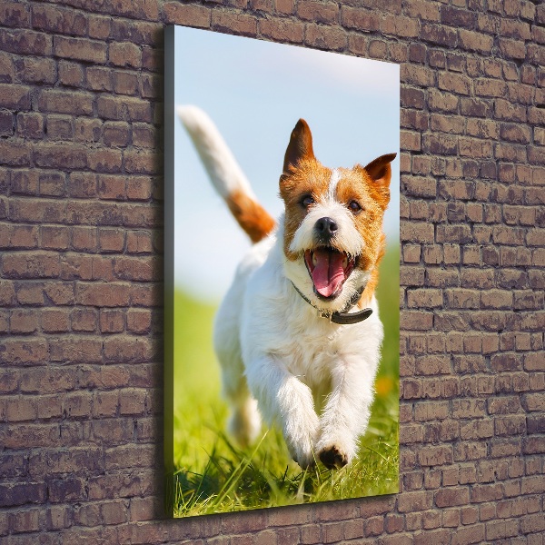 Vászonkép Jack russell kutya