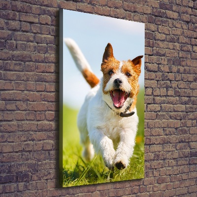 Vászonkép Jack russell kutya