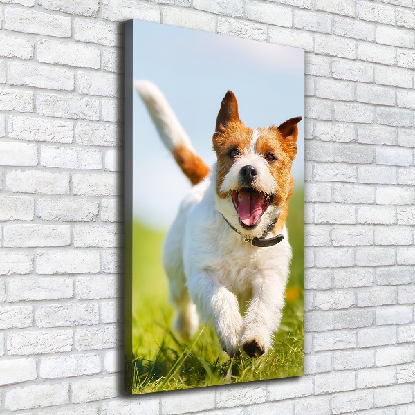 Vászonkép Jack russell kutya