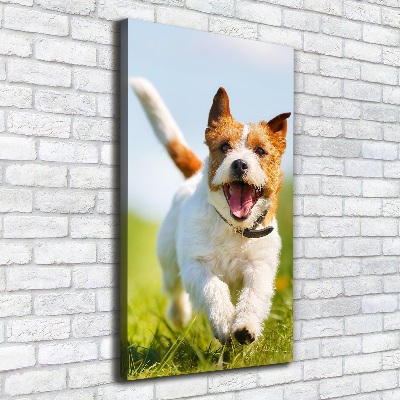 Vászonkép Jack russell kutya