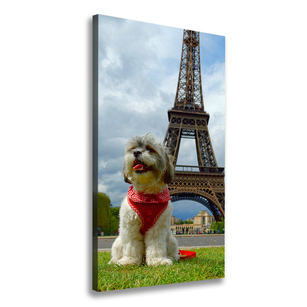 Vászonkép Dog in paris