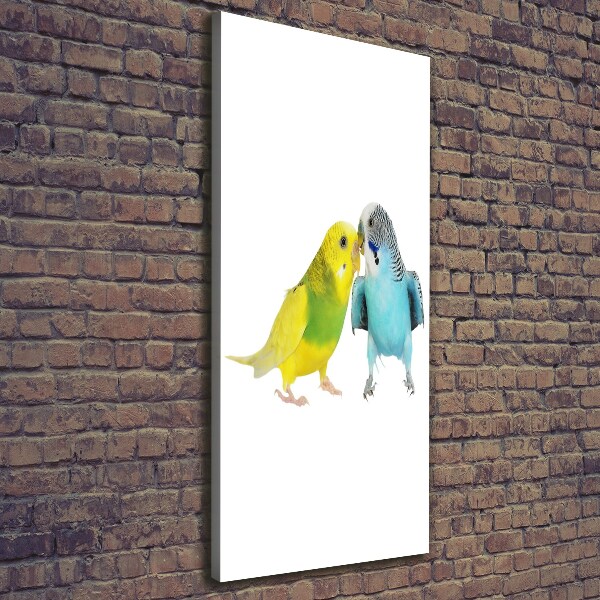 Vászonkép Budgies