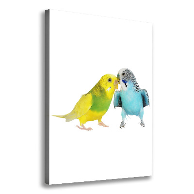 Vászonkép Budgies