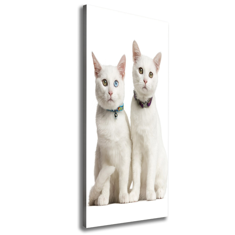 Vászonkép Két fehér macska