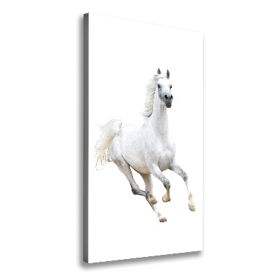 Vászonkép Fehér ló galopp