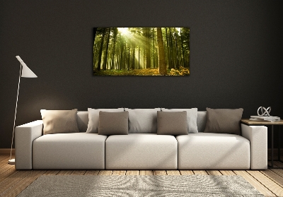 Üvegfotó Egy fenyves erdőben
