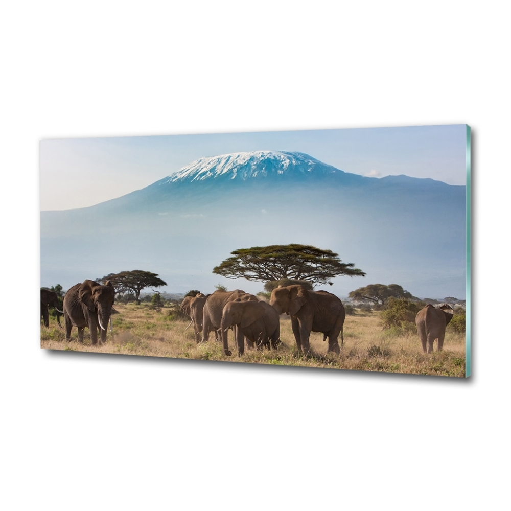 Üvegkép Elefántok kilimandzsáró