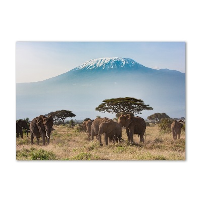 Üvegkép Elefántok kilimandzsáró