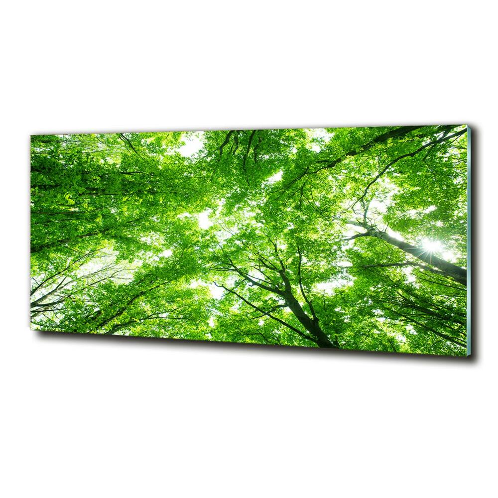 Egyedi üvegkép Zöld erdő