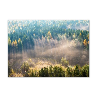Üvegfotó Köd az erdőben