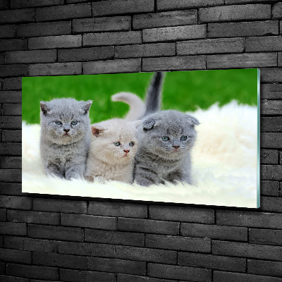 Üvegkép Három macskát egy takaró