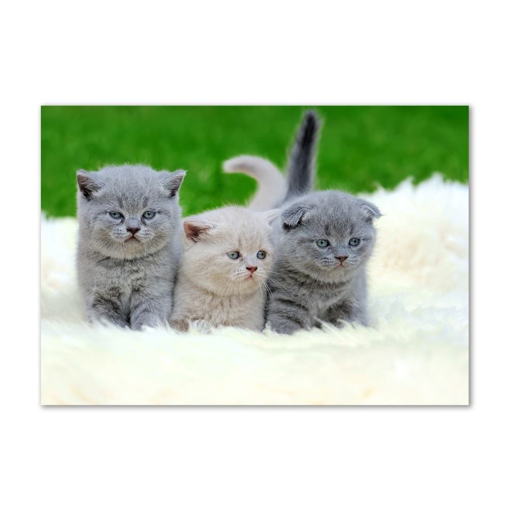 Üvegkép Három macskát egy takaró