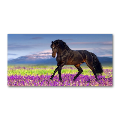 Üvegkép A ló egy levendula mező