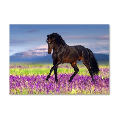 Üvegkép A ló egy levendula mező