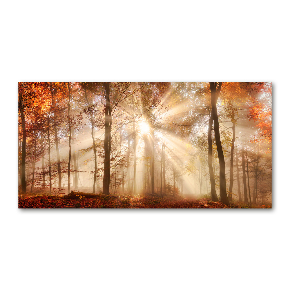 Üvegfotó Köd az erdőben ősszel