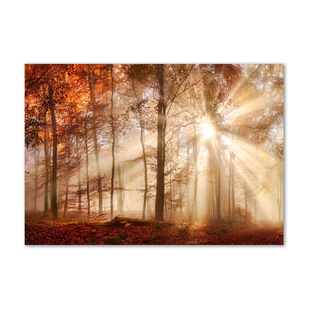 Üvegfotó Köd az erdőben ősszel