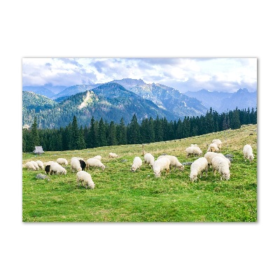 Üvegfotó Sheep a tátrában