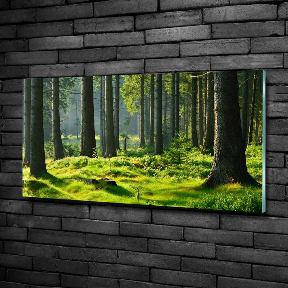 Üvegfotó Lucfenyőerdő