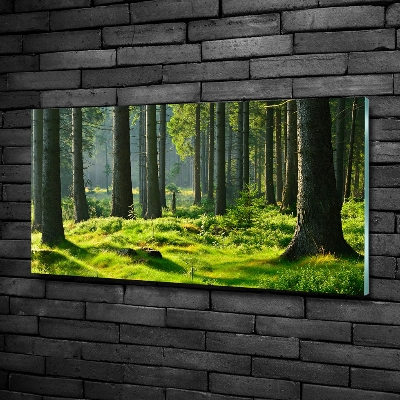 Üvegfotó Lucfenyőerdő