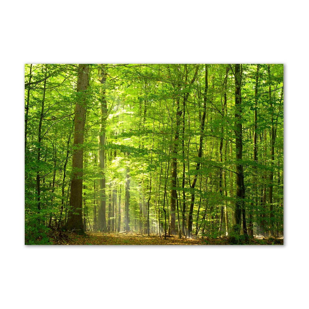Üvegfotó Lombhullató erdő