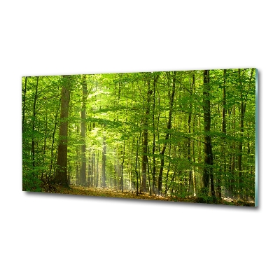 Üvegfotó Lombhullató erdő