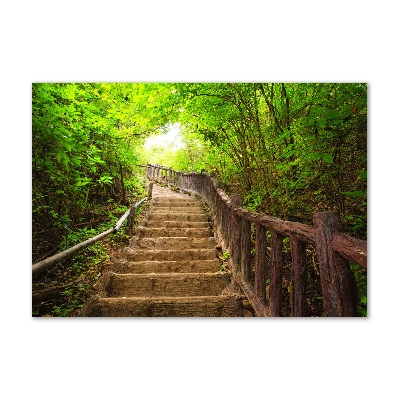 Üvegfotó Lépcsők az erdőben