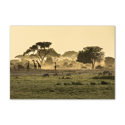 Üvegfotó Zsiráfok a szavannán