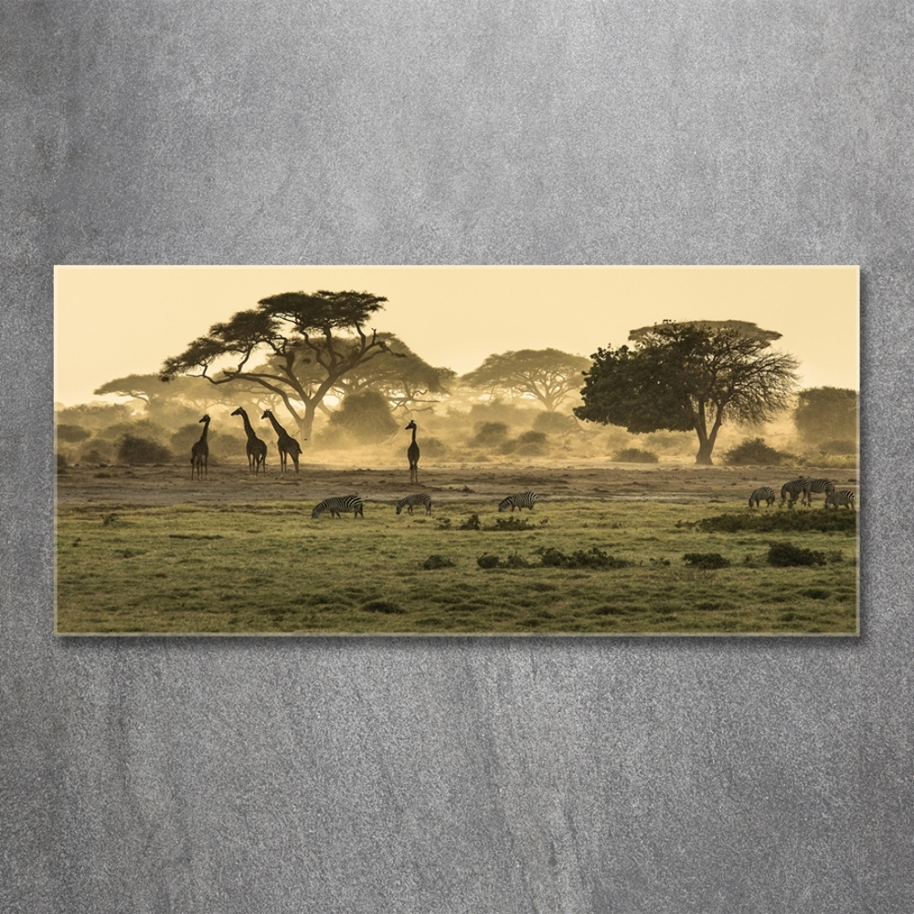 Üvegfotó Zsiráfok a szavannán