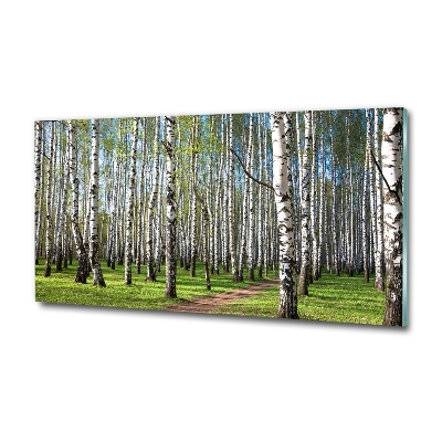 Üvegfotó Nyírfa erdő