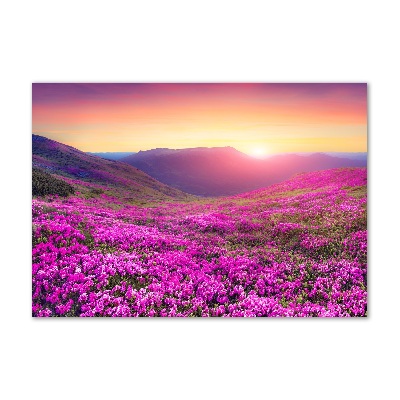 Üvegfotó Rózsaszín domb