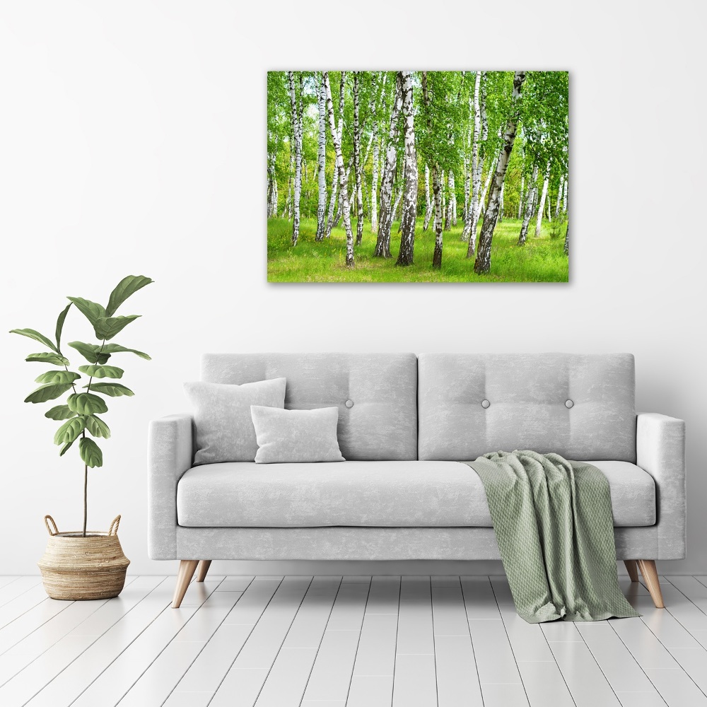 Üvegfotó Nyírfa erdő