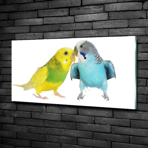 Üvegkép Budgies