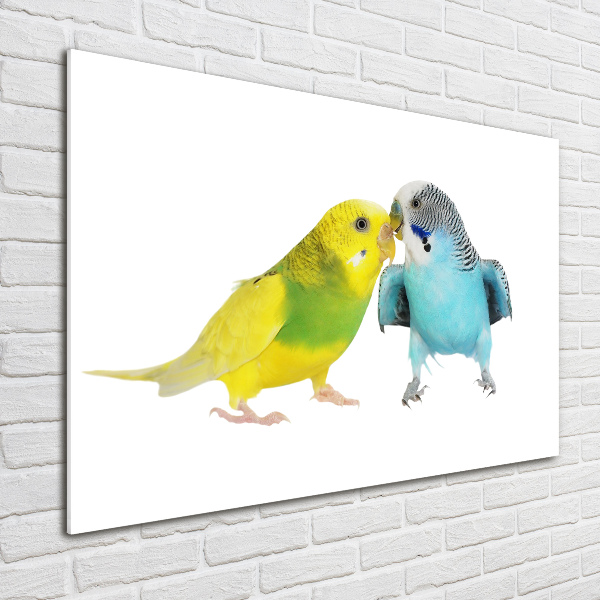 Üvegkép Budgies