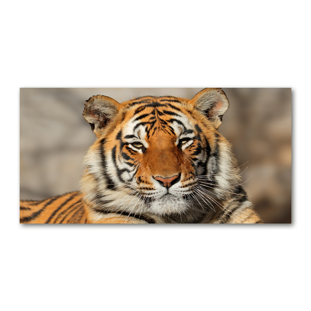 Üvegkép Bengáli tigris