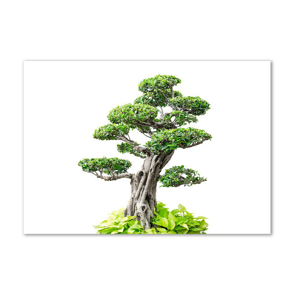 Egyedi üvegkép Bonsai fa