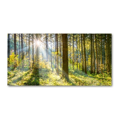 Üvegfotó Forest a nap