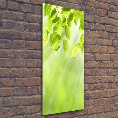 Üvegkép nyomtatás Zöld levelek