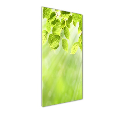 Üvegkép nyomtatás Zöld levelek