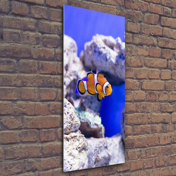 Üvegkép Nemo hal